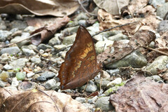 Charaxes aristogiton