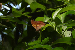Charaxes