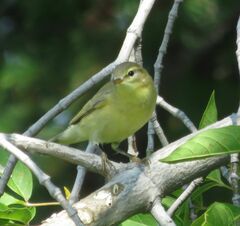 Phylloscopus trochilus