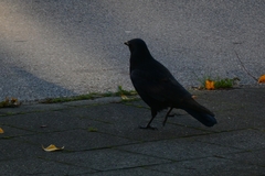 Corvus corone
