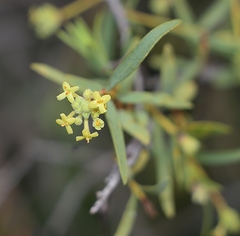 Pimelea microcephala