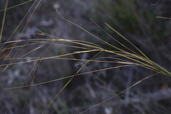 Stipa