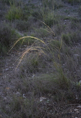 Stipa