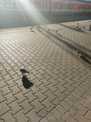 Columba livia domestica