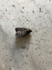 Agrotis infusa