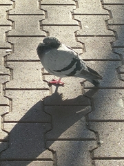 Columba livia domestica