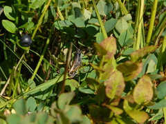 Gomphocerus sibiricus