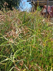 Carex morrowii