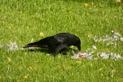 Corvus corone