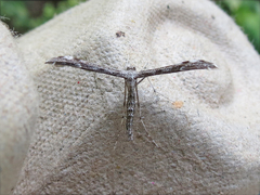 Hellinsia inquinatus