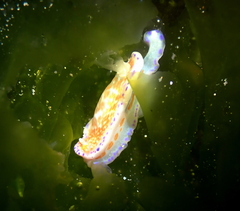 Chromodoris ambigua