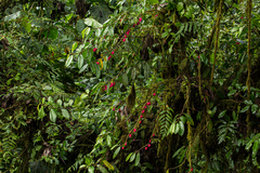 Drymonia conchocalyx