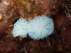 Botrylloides crystallinus