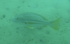 Lutjanus carponotatus