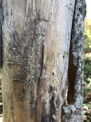 Agrilus planipennis