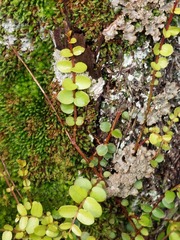 Metrosideros diffusa