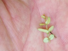 Metrosideros diffusa