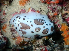 Peltodoris atromaculata