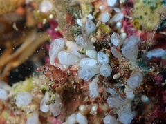 Pycnoclavella atlantica