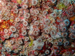 Polycyathus muellerae