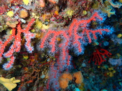 Corallium rubrum