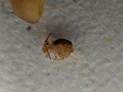 Dicyrtomina