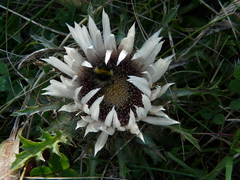 Carlina acaulis