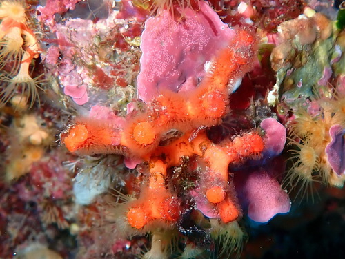 False Coral, photo 2 of 10