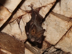 Megaderma spasma