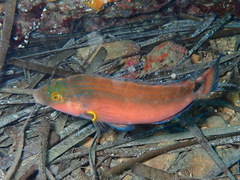 Symphodus mediterraneus