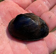 Pleurobema strodeanum