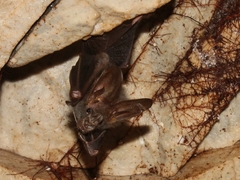 Megaderma spasma