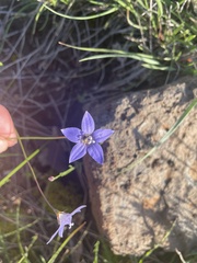 Wahlenbergia gracilis