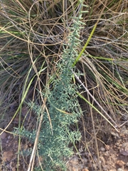 Asparagus horridus