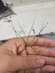 Digitaria radicosa