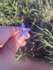 Wahlenbergia gracilis