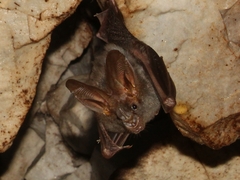 Megaderma spasma