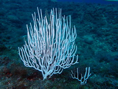 Eunicella singularis