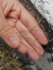 Digitaria radicosa