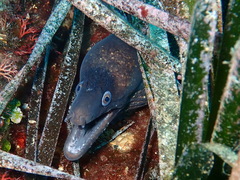 Muraena helena