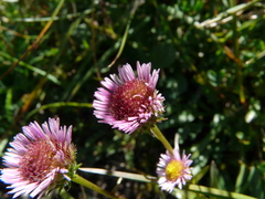 Erigeron uniflorus
