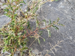 Phyllanthus urinaria