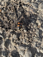 Nicrophorus vespillo