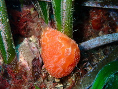 Aplidium elegans