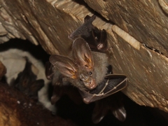 Megaderma spasma
