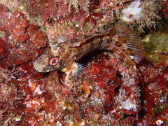 Parablennius gattorugine