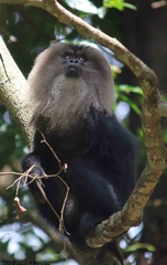 Macaca silenus