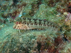 Parablennius pilicornis