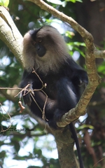 Macaca silenus