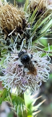 Bombus sylvicola